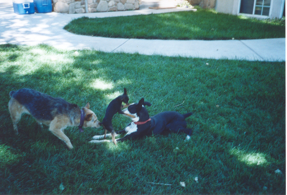 Transfer of Charlie in Utah.jpg