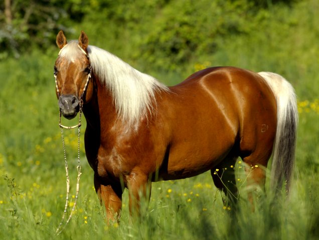Doctor in Diamond`s-Full brother of Shining Spark.jpg