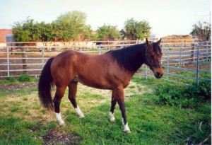Obrazek
